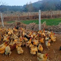 山地果园散养鸡，自家养殖，玉米喂养，无添加饲料