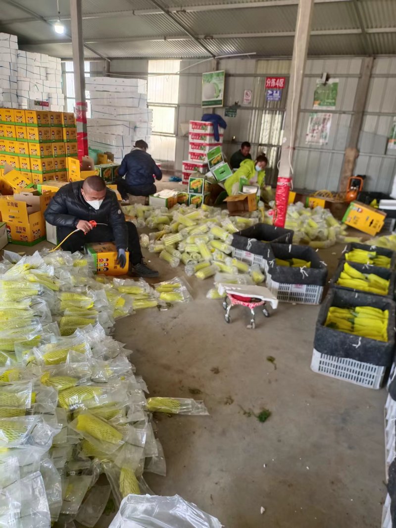 羊角蜜甜瓜超越61甜瓜种植产地量大承接电商团购市场货