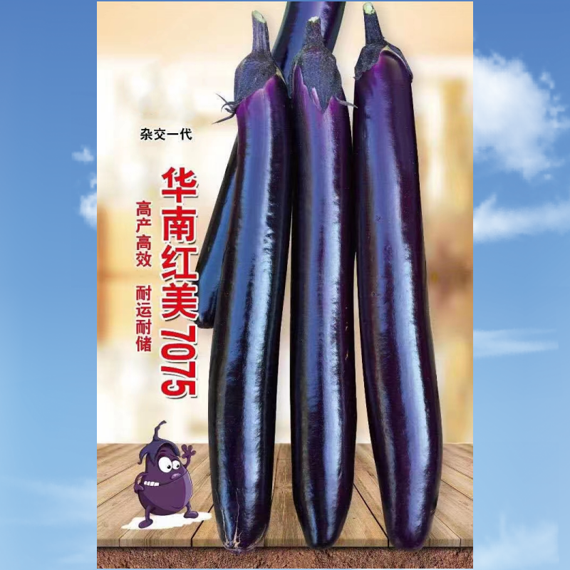 华南红美7075紫红长茄种子菜种子蔬菜种子茄子种子批发