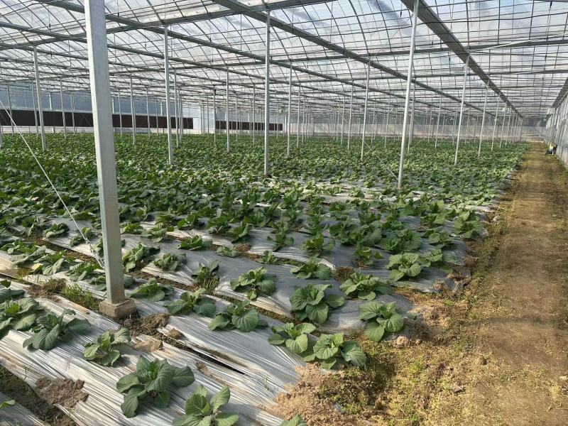 台湾冰翠高丽菜新鲜上市