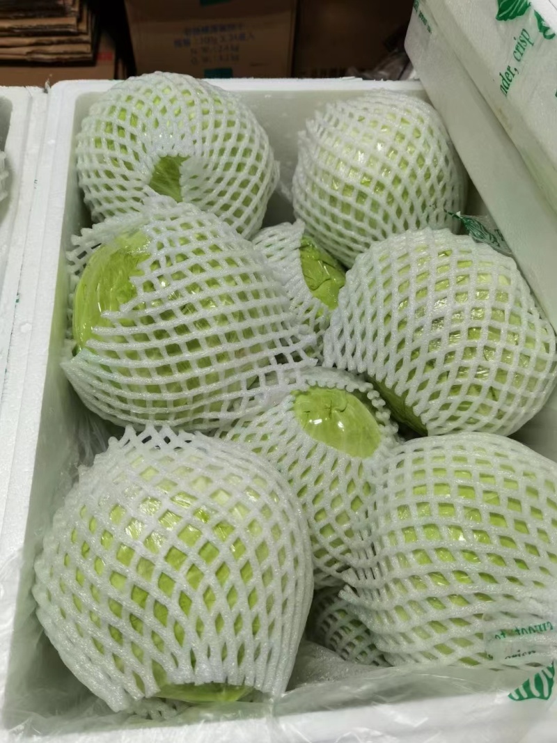 台湾冰翠高丽菜新鲜上市