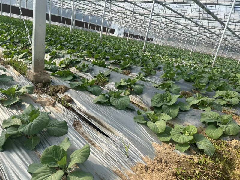 台湾冰翠高丽菜新鲜上市