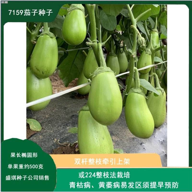 7159牛心茄种子单果重约500克绿皮茄子春秋栽培