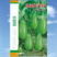 7159牛心茄种子单果重约500克绿皮茄子春秋栽培