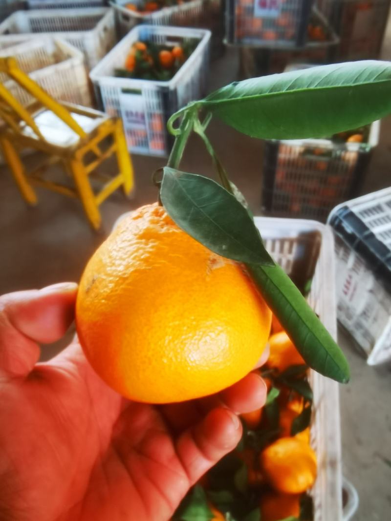 湖北丑橘大炮果
