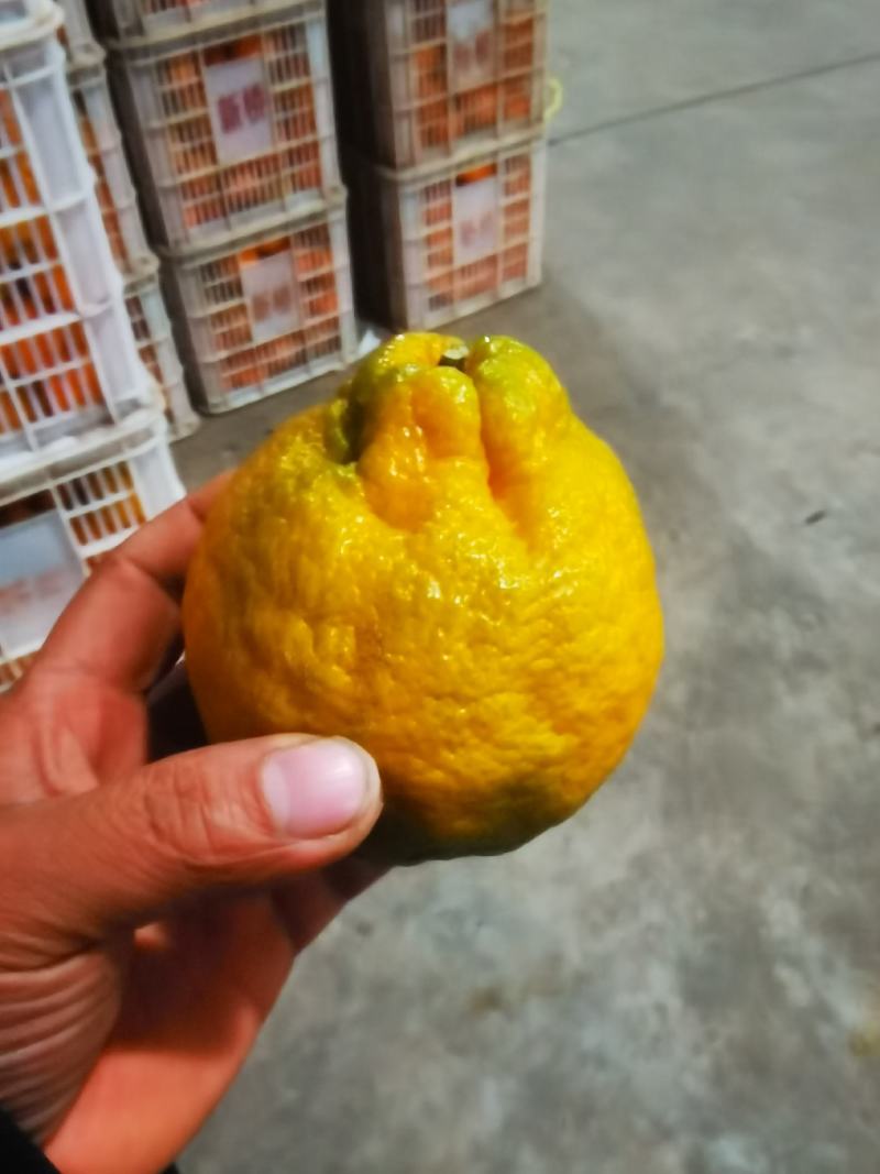 湖北丑橘大炮果