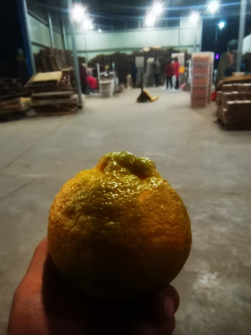 湖北丑橘大炮果