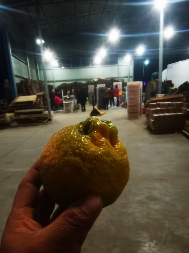 湖北丑橘大炮果