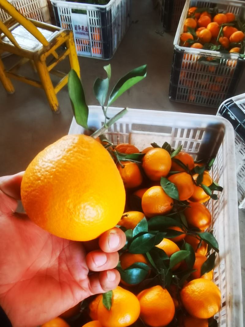 湖北丑橘大炮果
