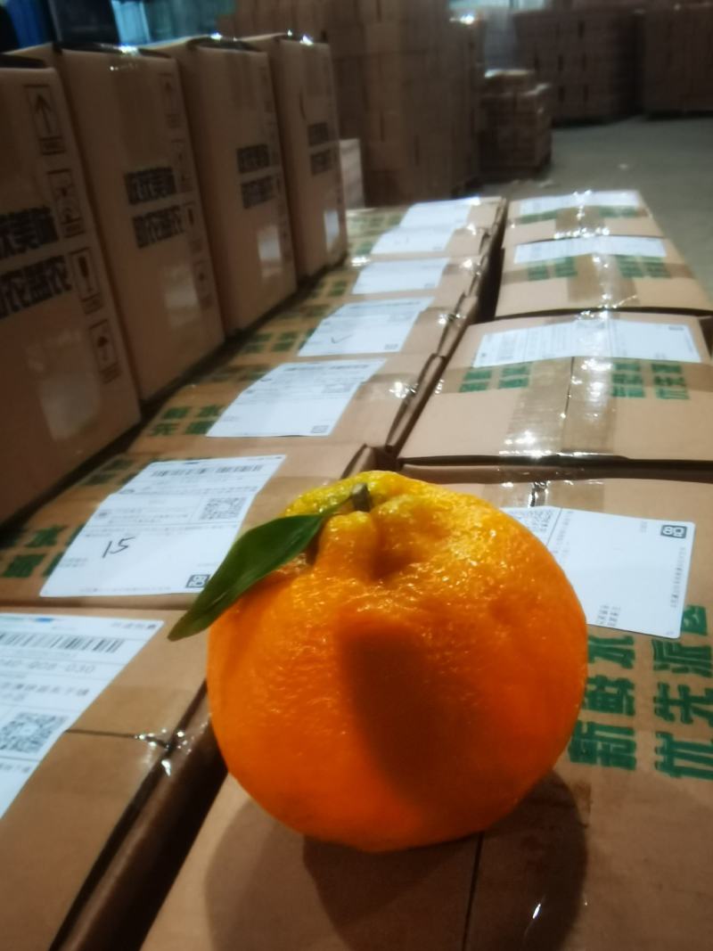 湖北丑橘大炮果