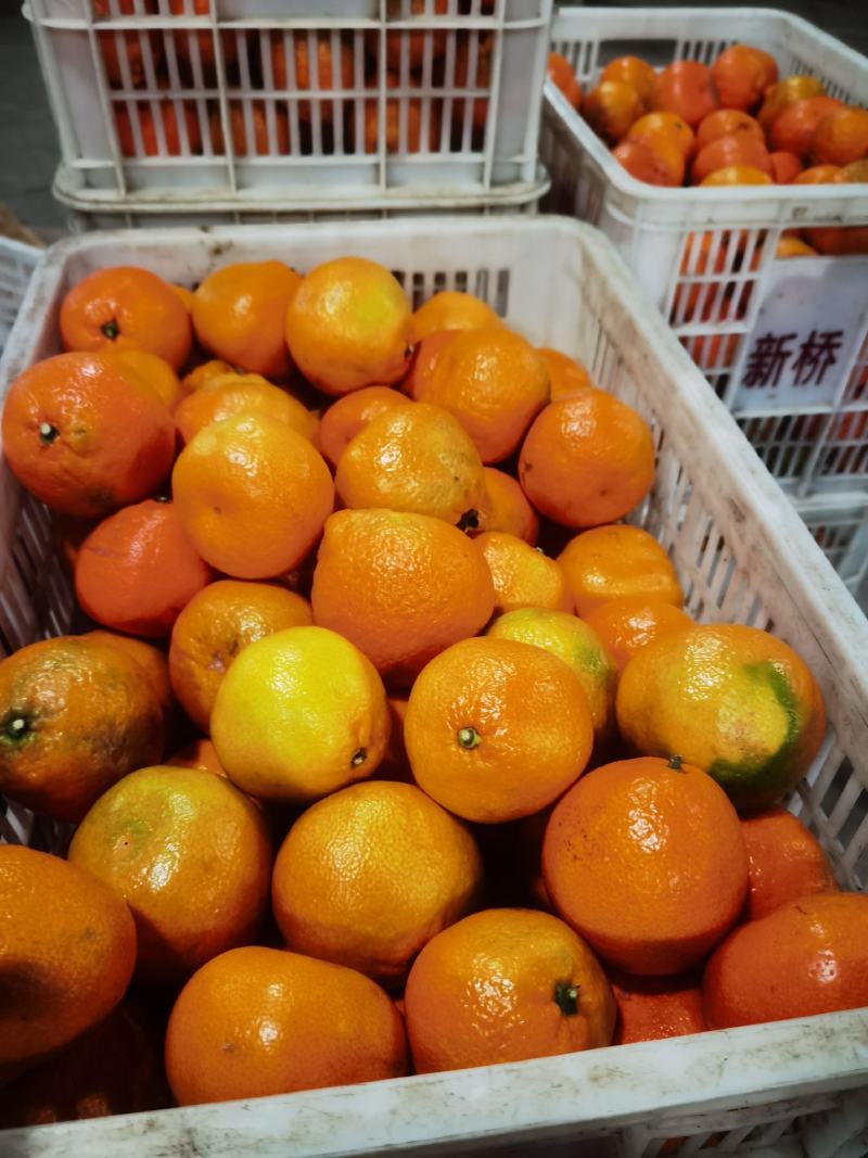 湖北丑橘大炮果