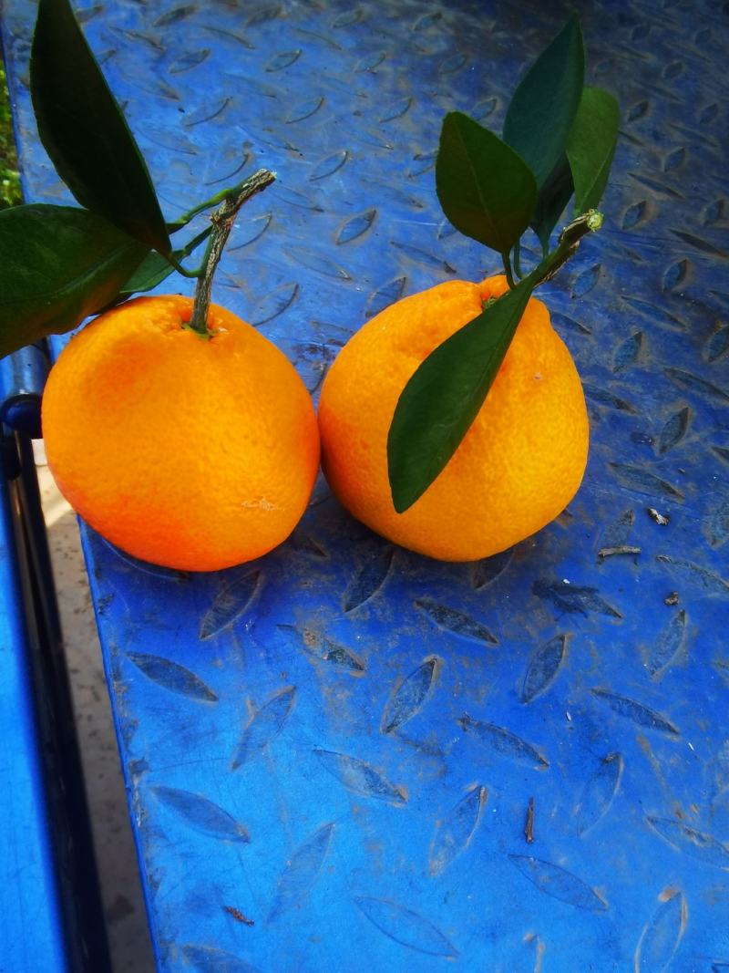 湖北丑橘大炮果
