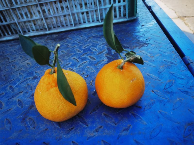 湖北丑橘大炮果