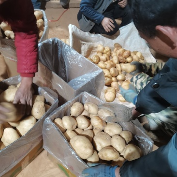 丽薯六号