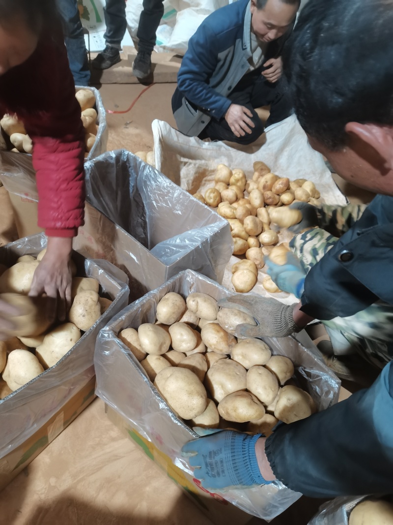 丽薯六号