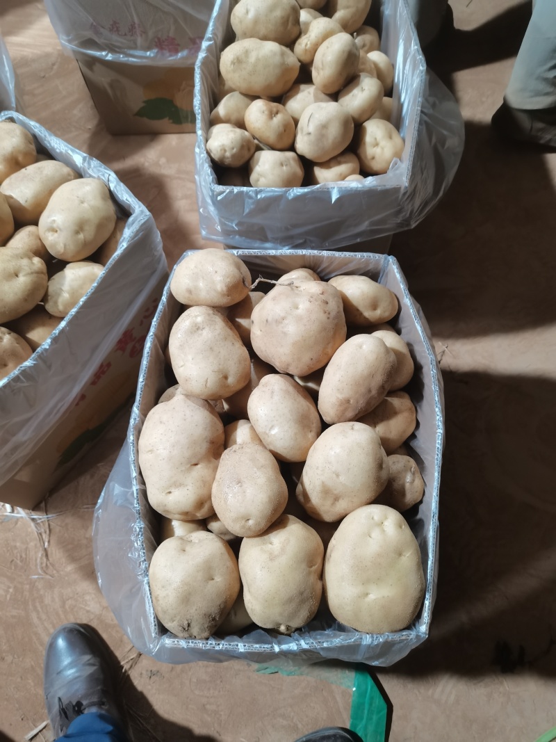 丽薯六号