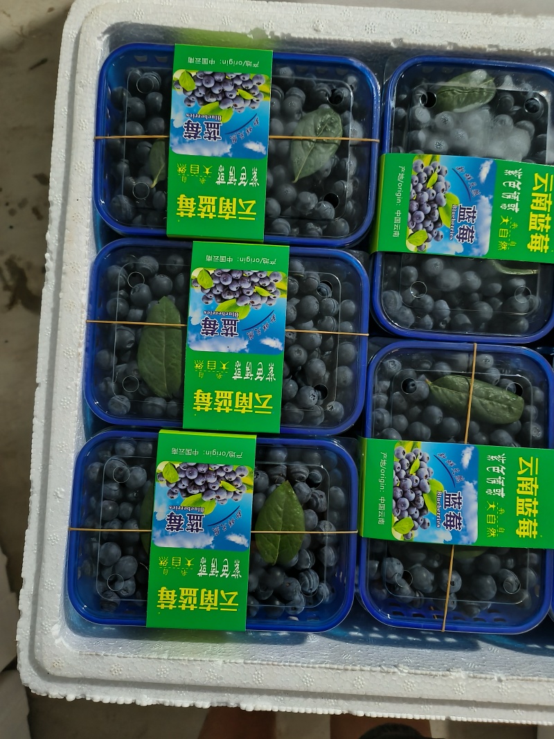 云南蓝莓