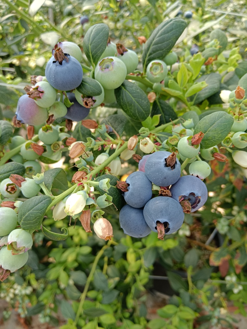 云南蓝莓