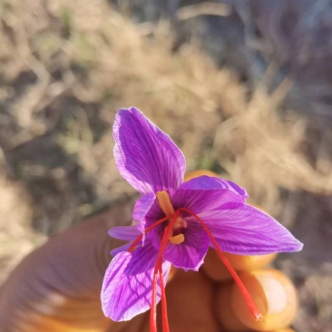 藏红花
