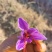 藏红花