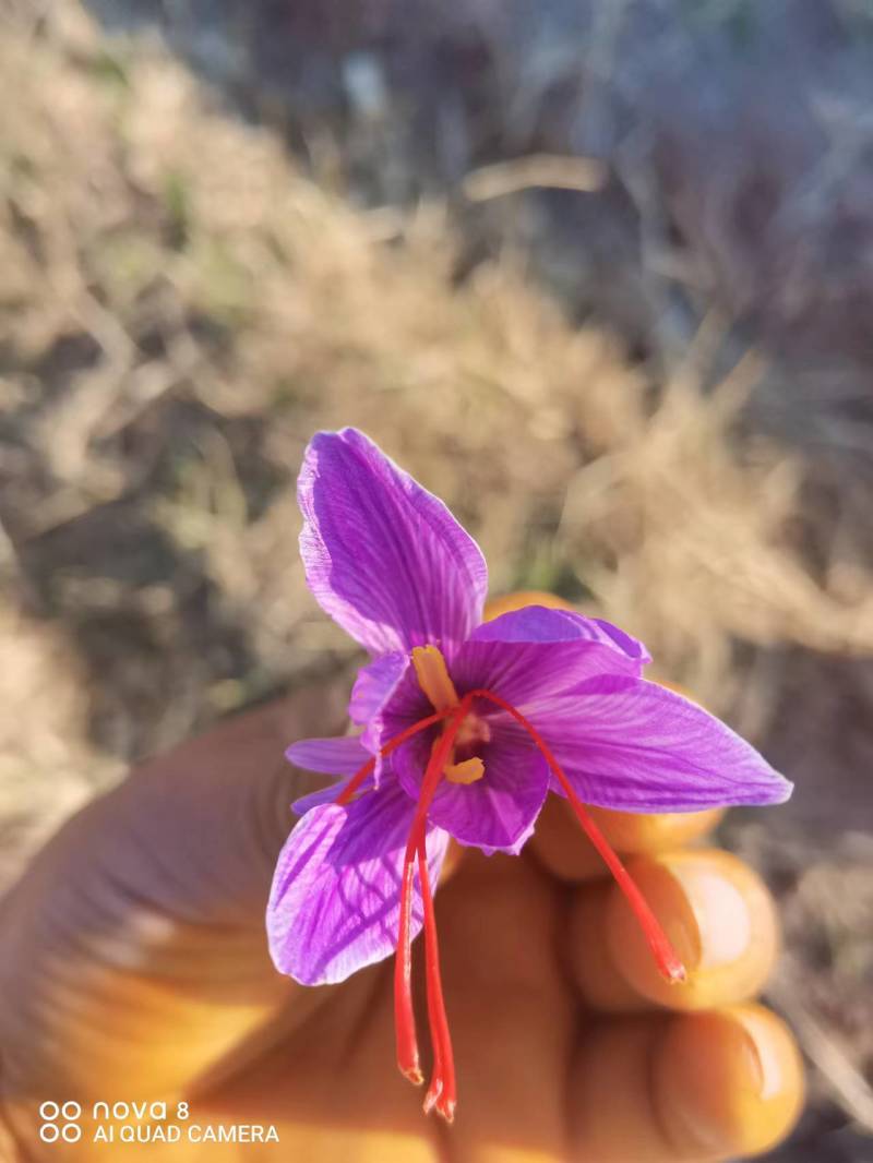 藏红花