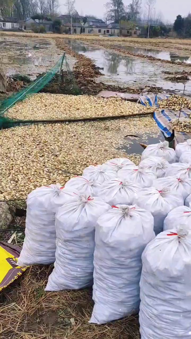 宝应茨菇农户一手产地直发新鲜货源批发价格长期供
