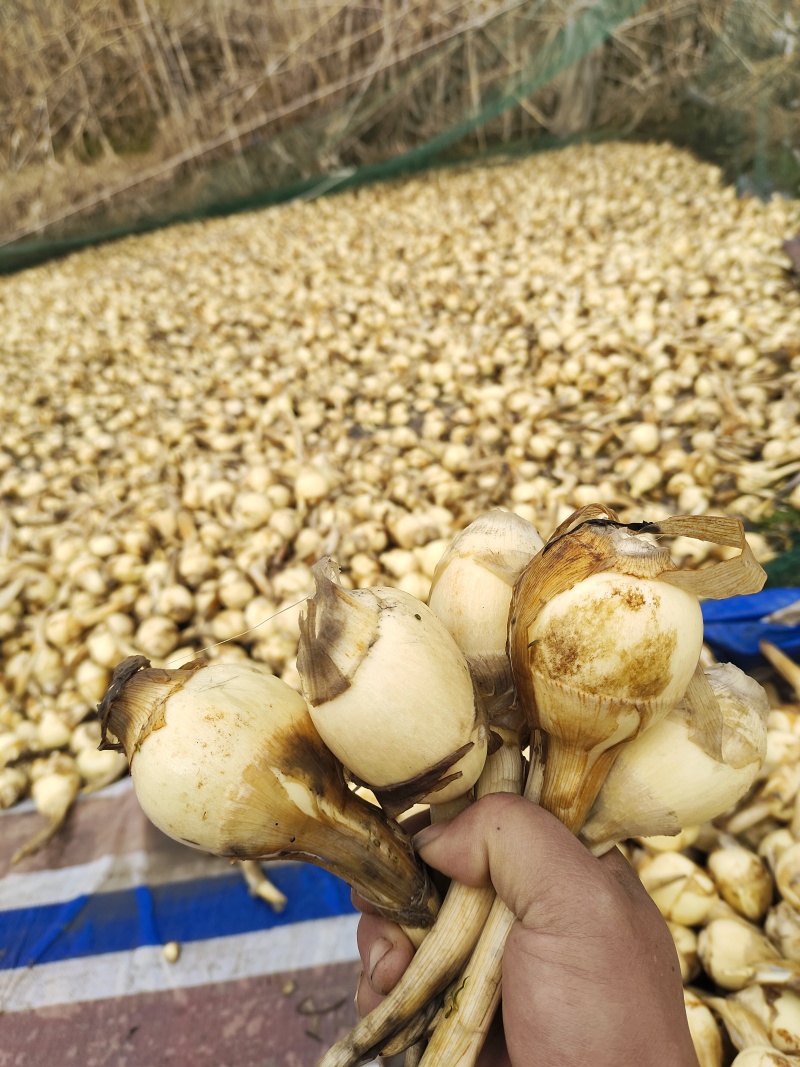 宝应茨菇农户一手产地直发新鲜货源批发价格长期供