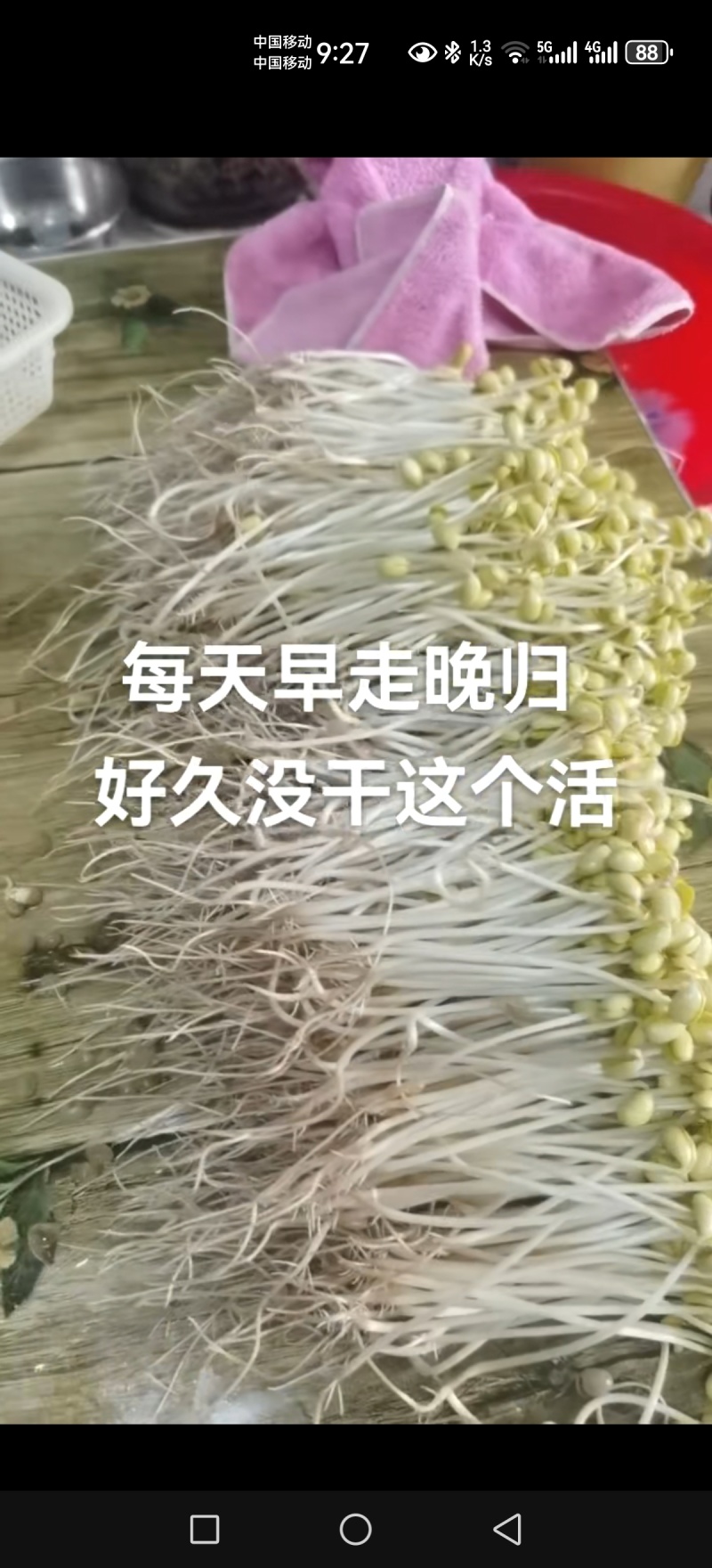 大量出售东升1芽豆，规格圆孔6，6黑龙江省海伦市