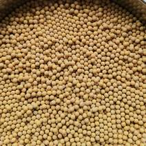 大量出售东升1芽豆，规格圆孔6，6黑龙江省海伦市