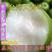 台湾大青枣树苗牛奶枣树苗苹果枣树苗晚熟品种南方北方