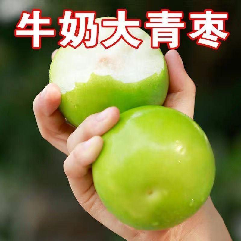 台湾大青枣树苗牛奶枣树苗苹果枣树苗晚熟品种南方北方