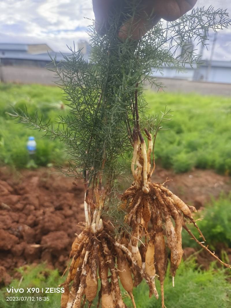 云南玉溪大天冬苗，基地看货，包技术上门指导