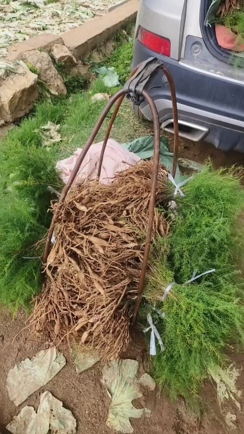 云南玉溪大天冬苗，基地看货，包技术上门指导