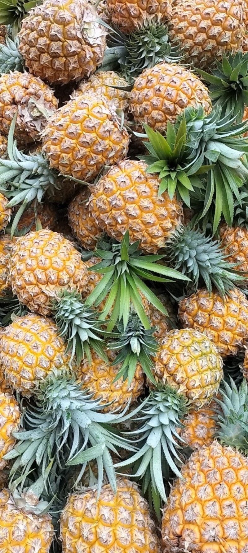 云南高原香水菠萝大量上市了，产地一手货源电商，市场货供应