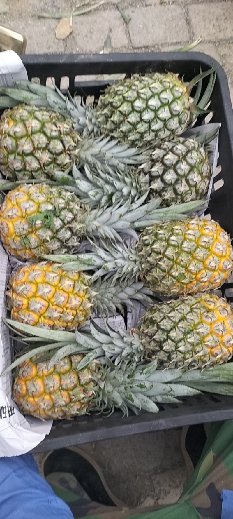 云南高原香水菠萝大量上市了，产地一手货源电商，市场货供应