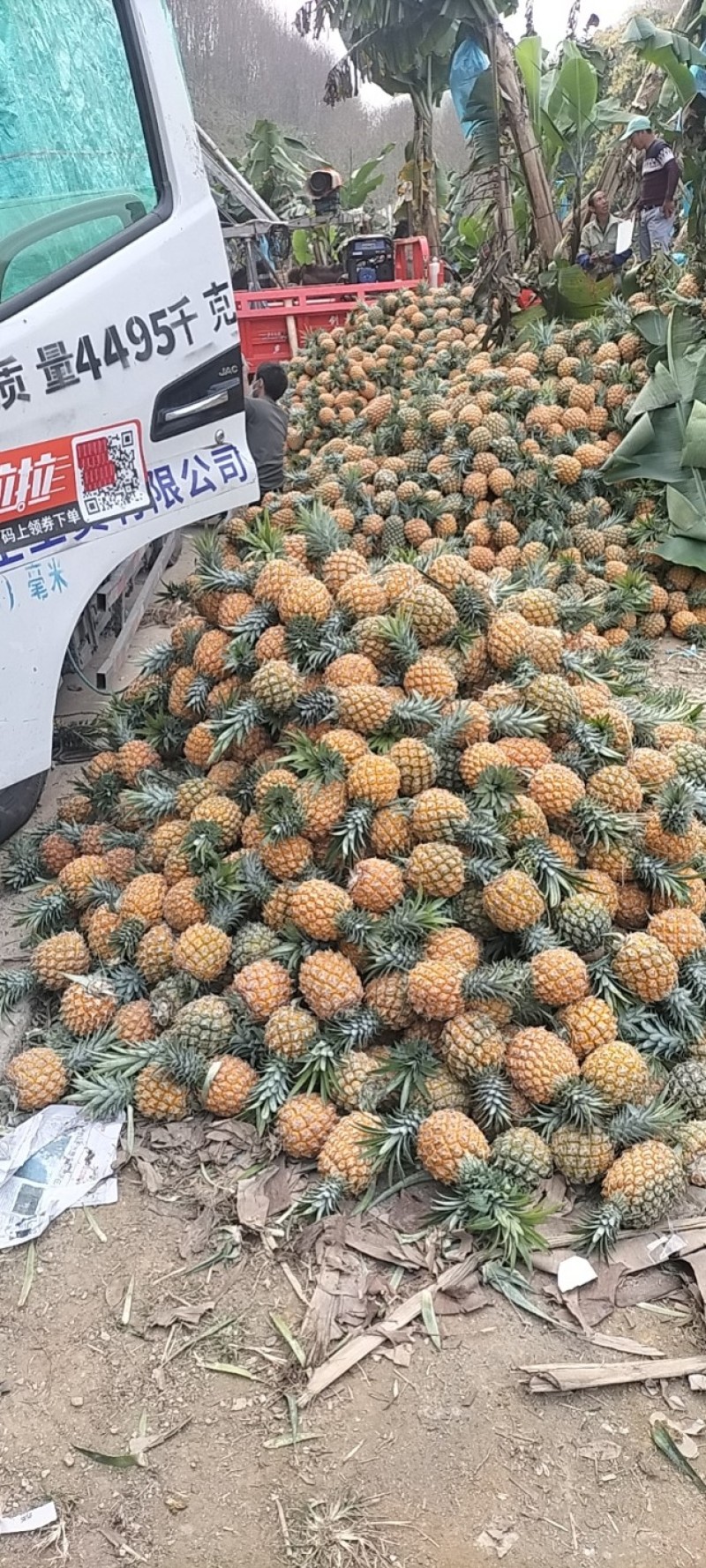 云南高原香水菠萝大量上市了，产地一手货源电商，市场货供应