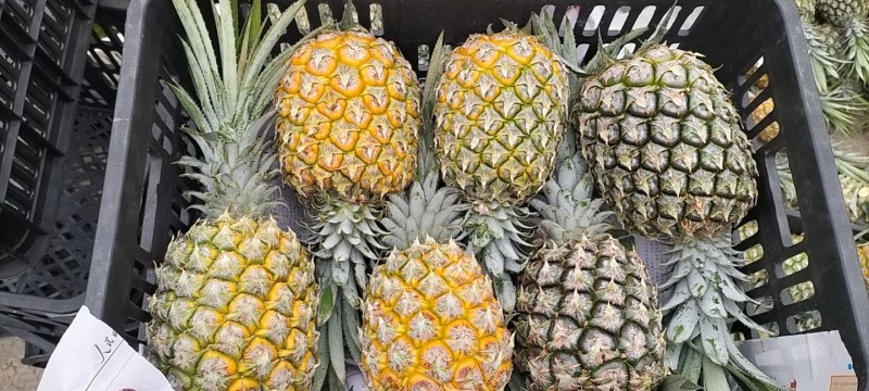 云南高原香水菠萝大量上市了，产地一手货源电商，市场货供应