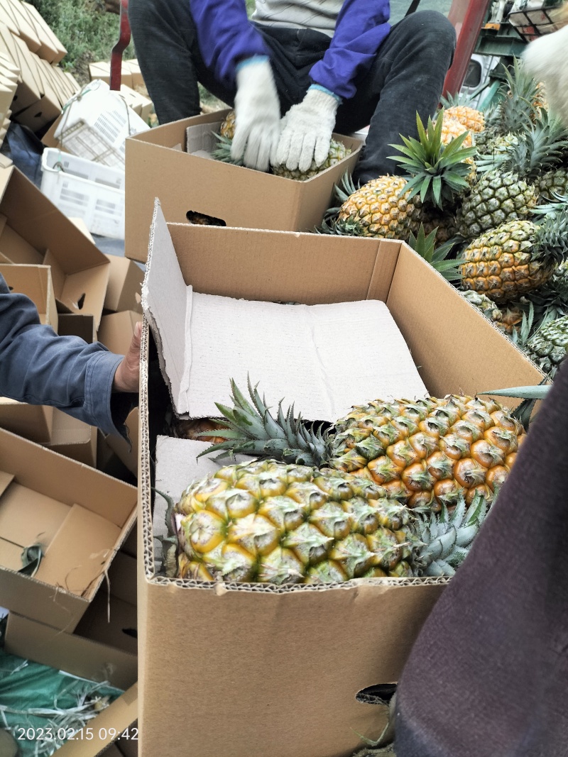 云南高原香水菠萝大量上市了，产地一手货源电商，市场货供应