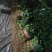 【推荐】安阳香菜大叶香菜大量上市一手货源欢迎咨询