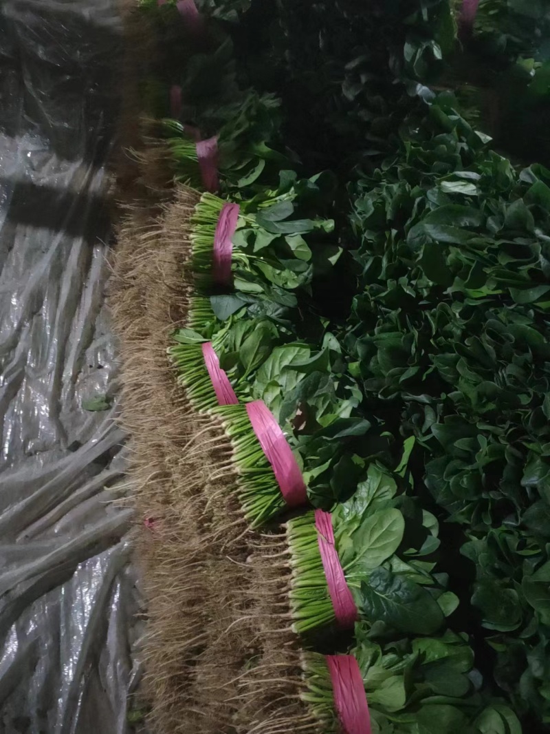【推荐】安阳香菜大叶香菜大量上市一手货源欢迎咨询