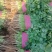 【推荐】安阳香菜大叶香菜大量上市一手货源欢迎咨询