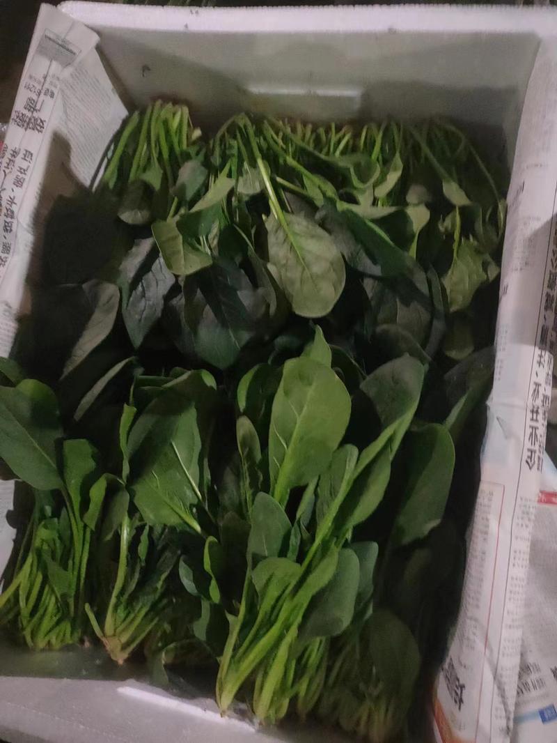 【复购高】河南菠菜大叶菠菜大量供应全国发货