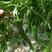 免费体验大果螺丝椒种子早熟春秋露地栽培品质好基地种植