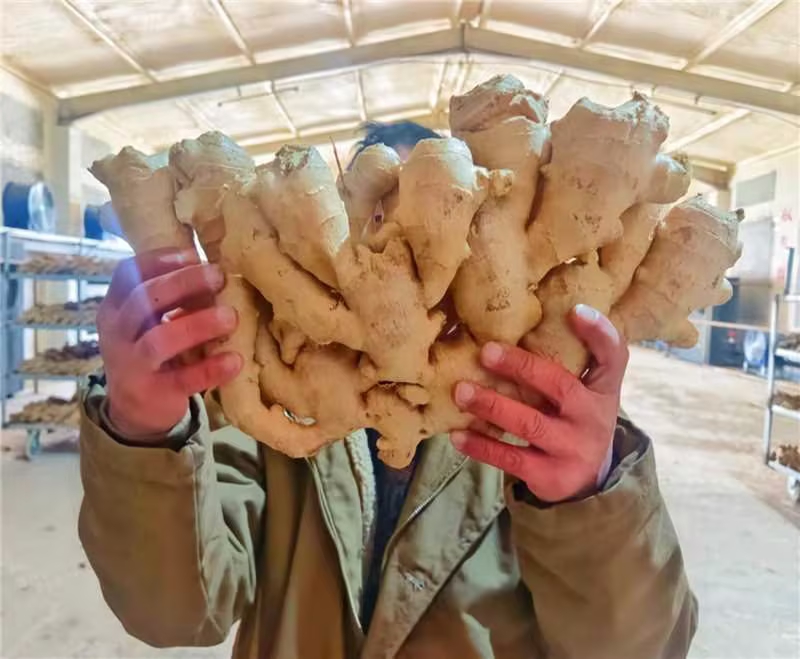 农民正在田间采收大黄姜,展现丰收喜悦 大黄姜采收现场图