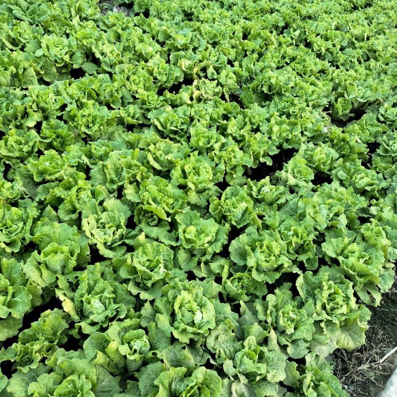 意大利生菜新鲜生菜产地直发常年供货