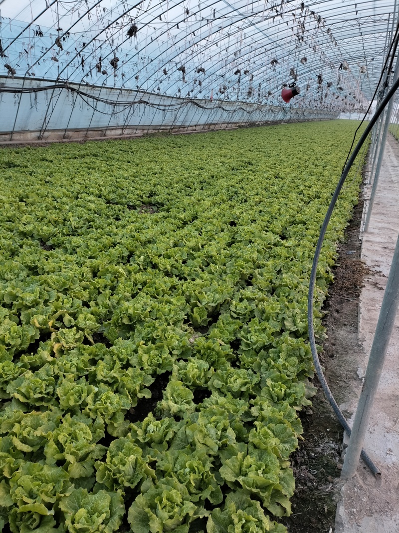 意大利生菜新鲜生菜产地直发常年供货