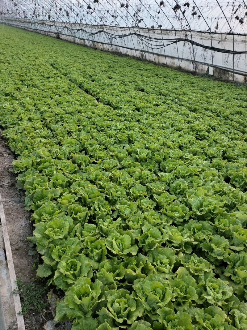 意大利生菜新鲜生菜产地直发常年供货