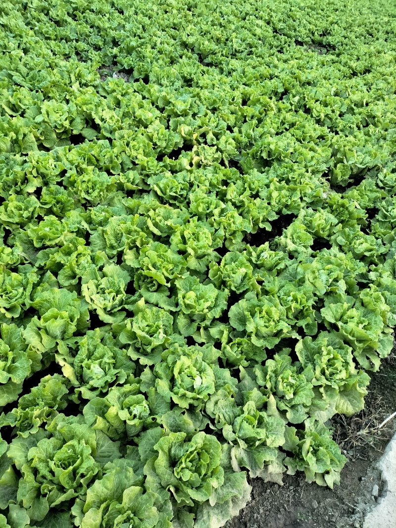 意大利生菜新鲜生菜产地直发常年供货