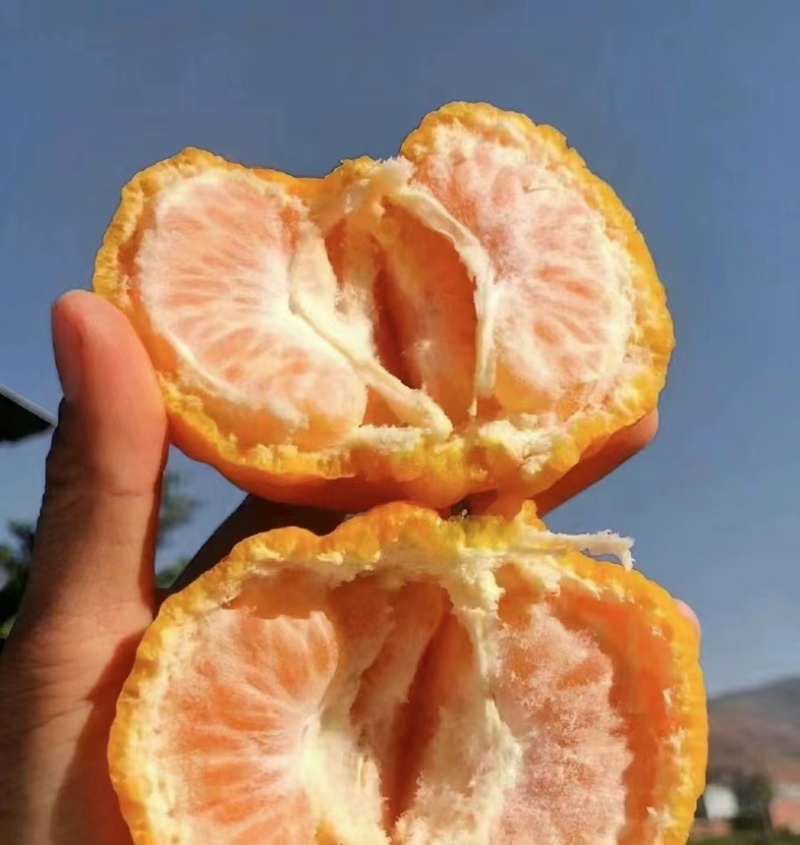 【精品】椪柑大量现货供应湖北产地一手货源直发量大价优