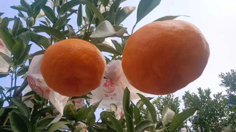 精品春见耙耙柑一手货源量大从优质量保证欢迎咨询